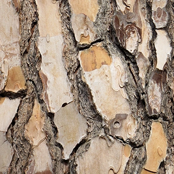 Close up of tree bark