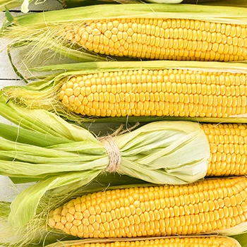 Top view of corn