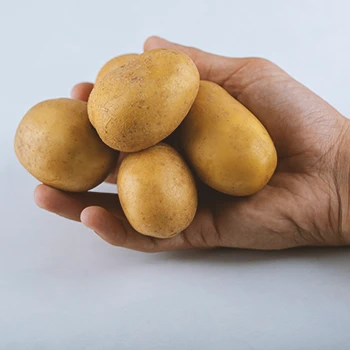 A person holding a bunch of potatoes