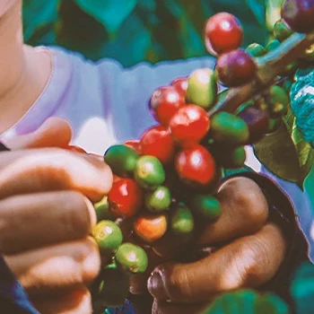 Close up shot of coffee cherries in the wild