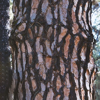 Close up shot of pine bark in the forest