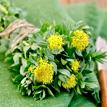 Yellow Rhodiola Rosea flowers