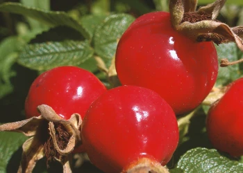 Close up shot of rosehip outside in the wild