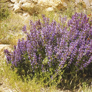 Close up shot of Salvia Officinalis Lavandulifolia out in the wild