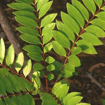 Close up shot of Tongkat Ali leaves