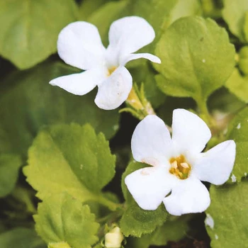 Close up shot of Bacopa Monnieri outside