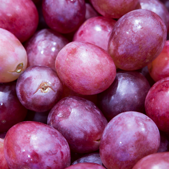 Close up image of Red Grapes as a source of Resveratrol