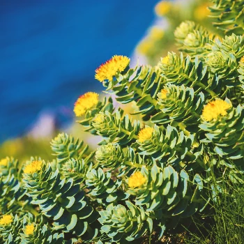 Close up shot of Rhodiola Rosea outside