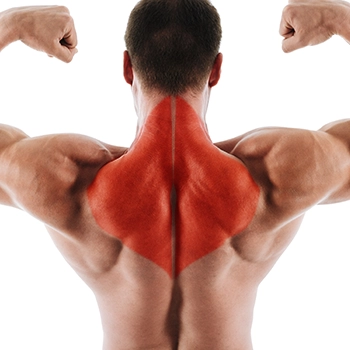 Red highlight showing the Trapezius muscles