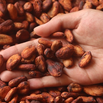 Dried cocoa beans that are rich in theobromine