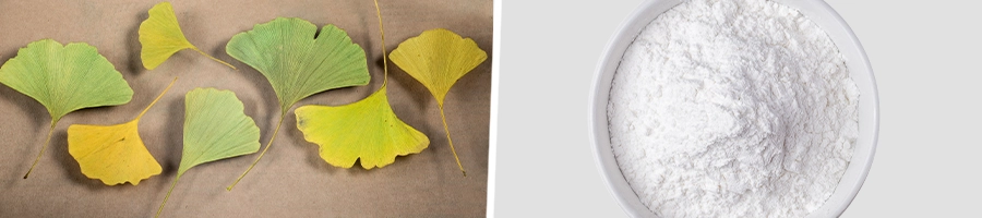 Top view of green Ginkgo Biloba leaves and a bowl of Taurine powder