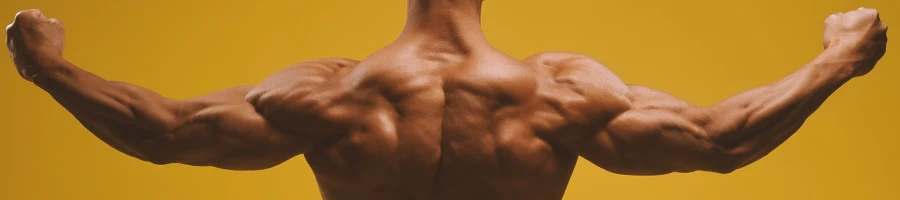 A close up shot of a buff male's back muscles
