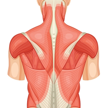 Showing back muscles illustration