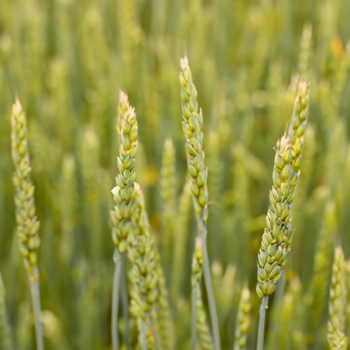 Close up shot of cereal grass in the wild