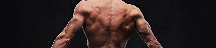 Showing back and tricep muscles