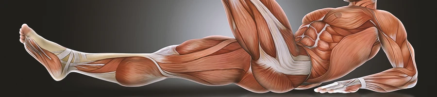 A graphic of the muscles in the legs