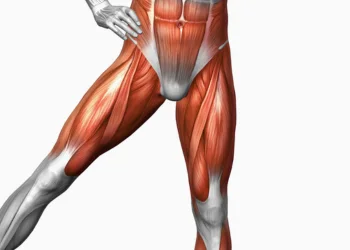 Stabilizer muscle