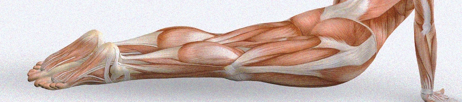 A graphic for muscles on the legs