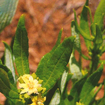 Close up shot of Fadogia Agrestis