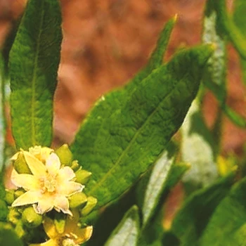 Close up shot of Fadogia Agrestis