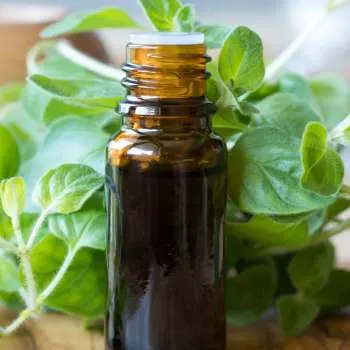 Vial of oregano essential oil