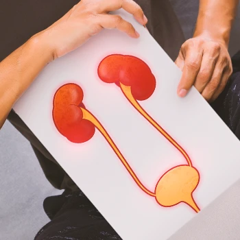 A urinary tract and kidney graphic held by a person
